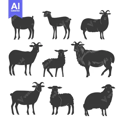 Popular premium asset: Set of Black Sheep Silhouettes in Different Poses