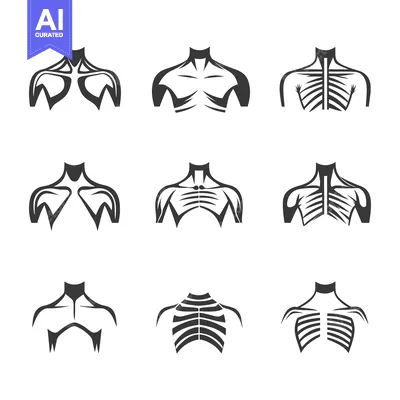 Set of Human Chest and Shoulder Muscle Illustrations