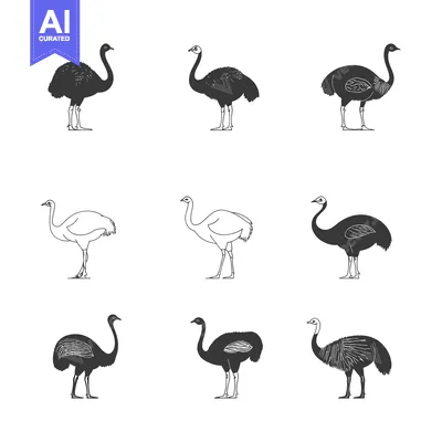 Aset desain premium: Set of nine black and white cassowary bird illustrations