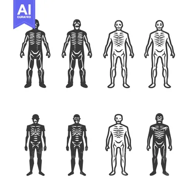Aset desain premium: Set of Skeletons with Different Levels of Detail in Black and White