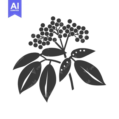 Aset premium populer: Silhouette of a branch of elderflower with berries and leaves