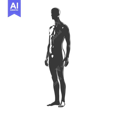 Silhouette of a Muscular Man Standing with His Arms at His Sides