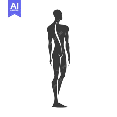 Popular premium asset: Silhouette of a Muscular Man Standing with Spine Visible